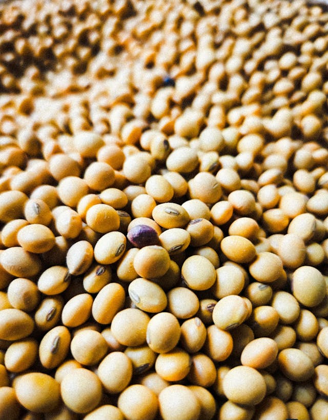 Soyabean